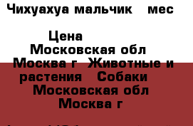 Чихуахуа мальчик 2 мес › Цена ­ 15 000 - Московская обл., Москва г. Животные и растения » Собаки   . Московская обл.,Москва г.